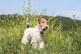 FOX TERRIER 016